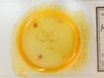 slide view of adult Metarranthis hypochraria