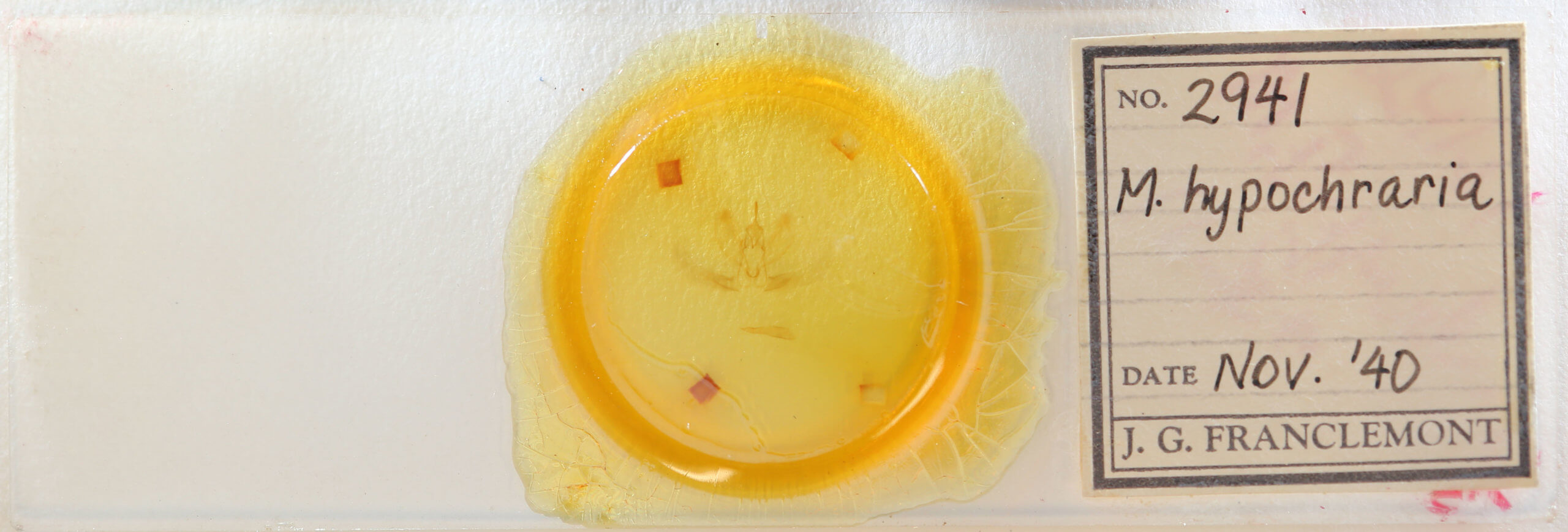 slide view of adult Metarranthis hypochraria