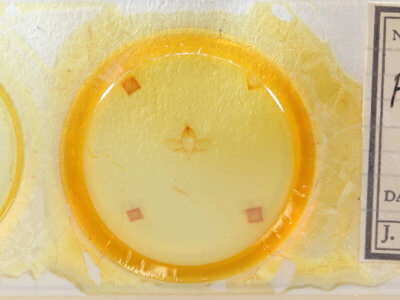 slide view of adult Psammathodoxa cochlidioides