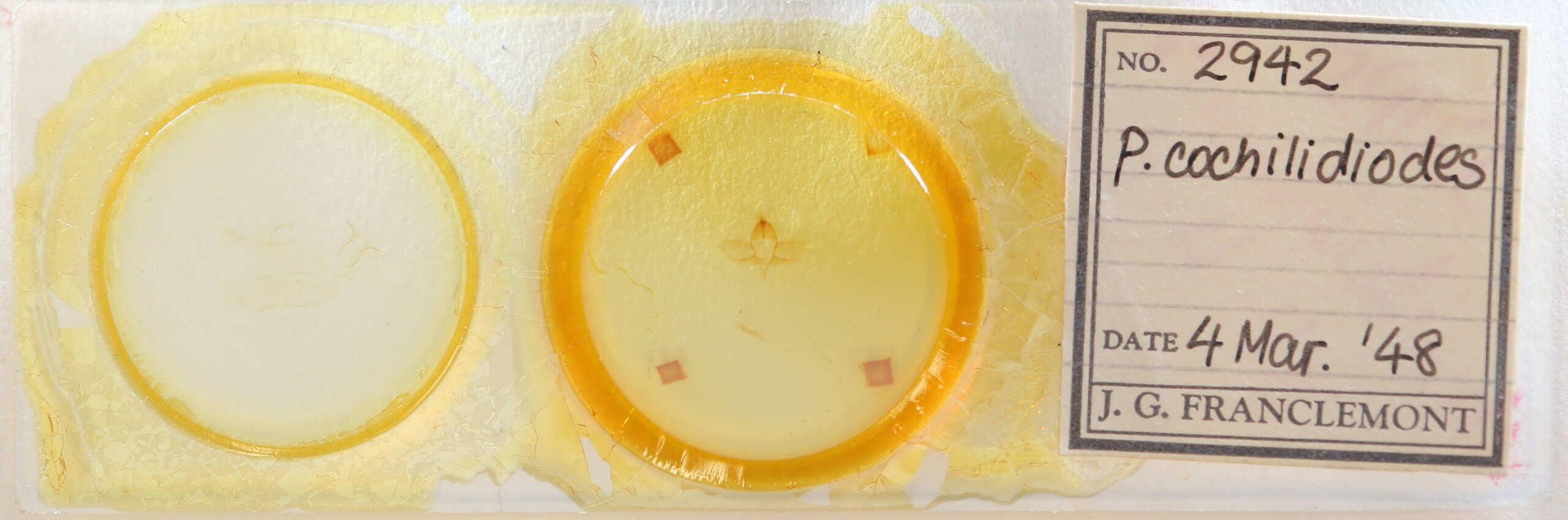 slide view of adult Psammathodoxa cochlidioides