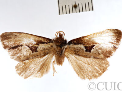 dorsal view of adult Nerice upina