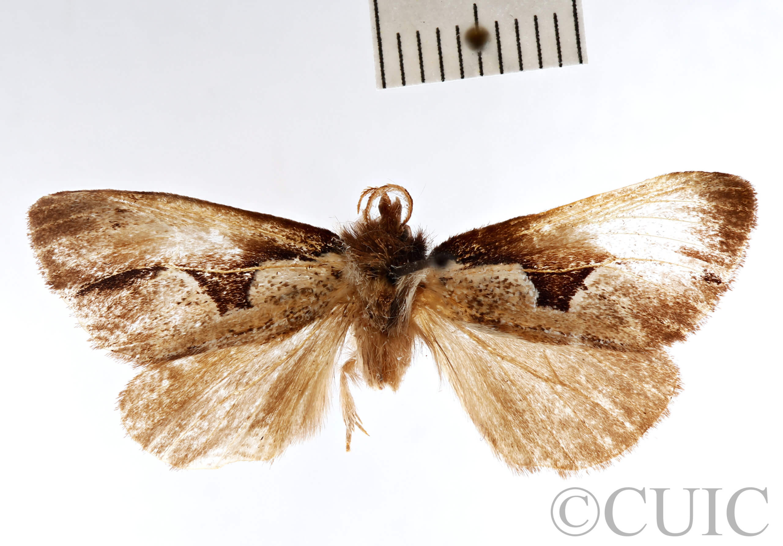 dorsal view of adult Nerice upina