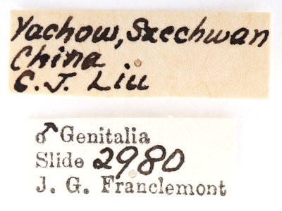 label view of adult Nerice upina