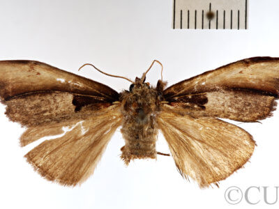 dorsal view of adult Nerice dispar