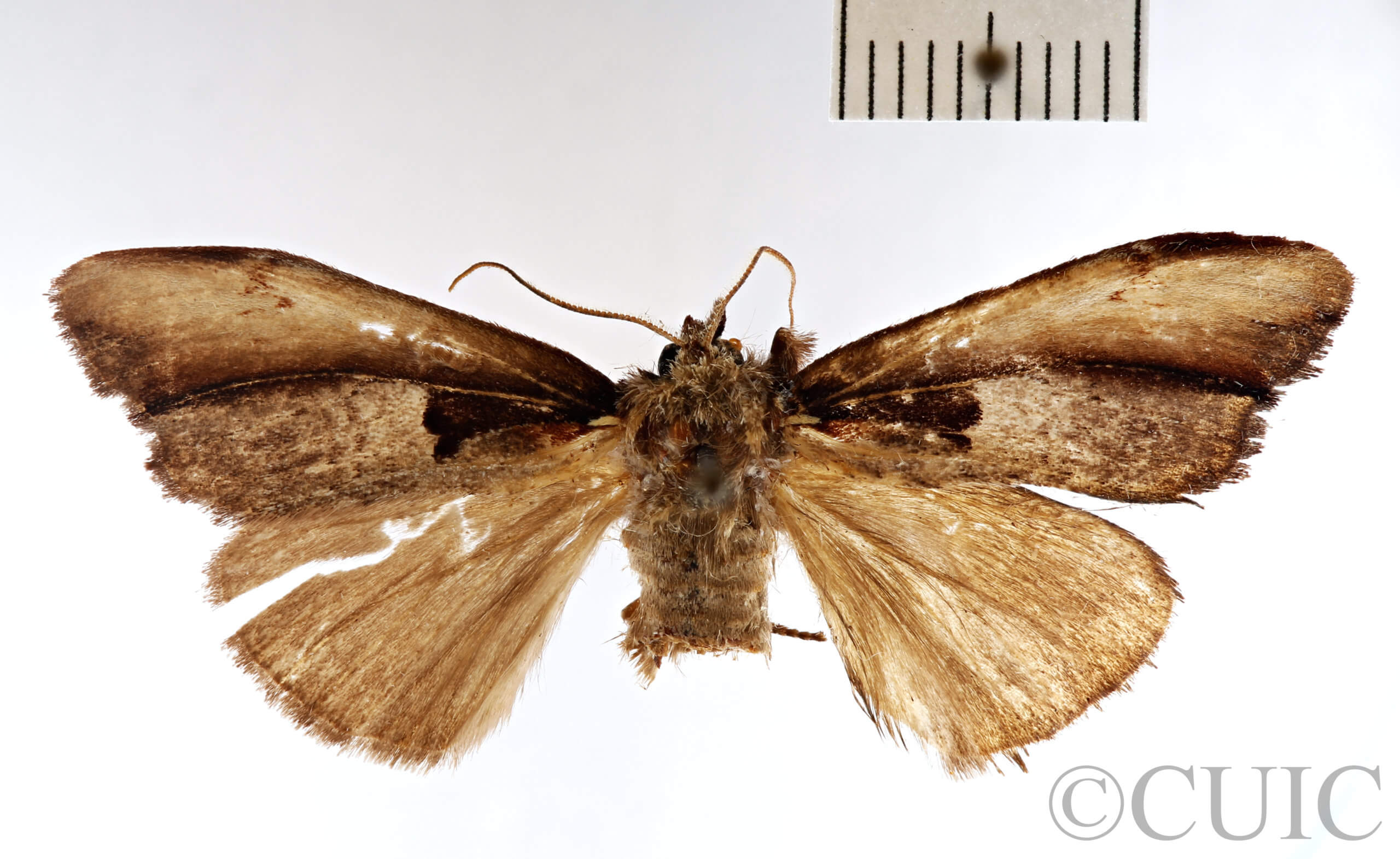 dorsal view of adult Nerice dispar