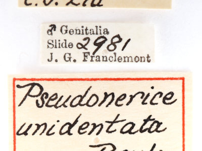 label view of adult Nerice dispar