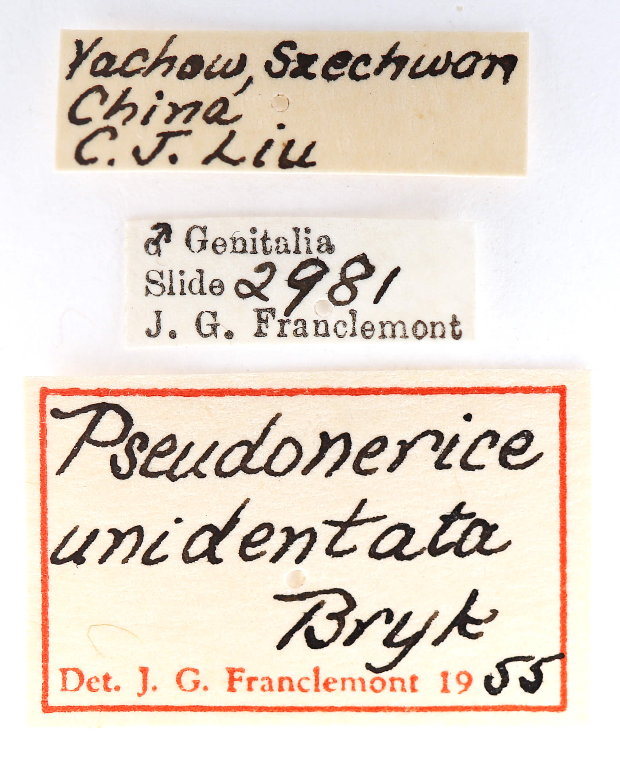 label view of adult Nerice dispar