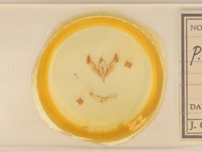 slide view of adult Peridroma saucia