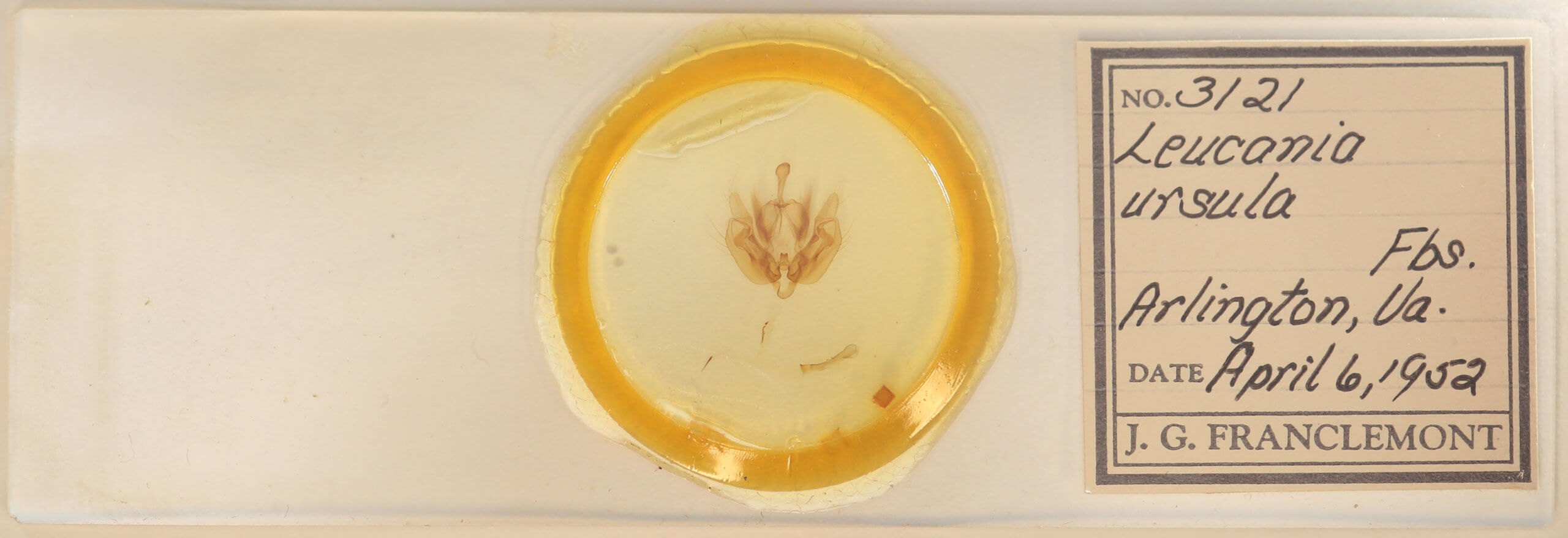 slide view of adult Leucania ursula