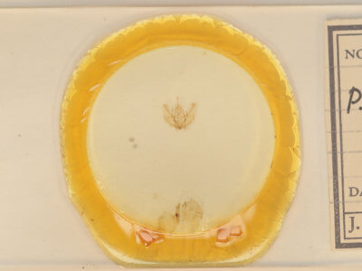 slide view of adult Probole alienaria