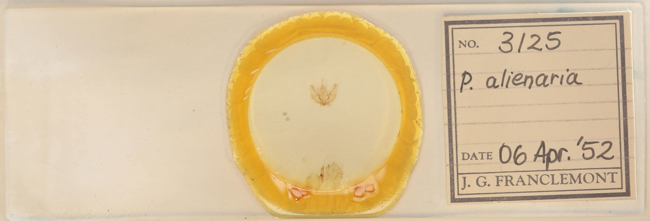 slide view of adult Probole alienaria