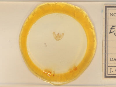 slide view of adult Euchlaena johnsonaria