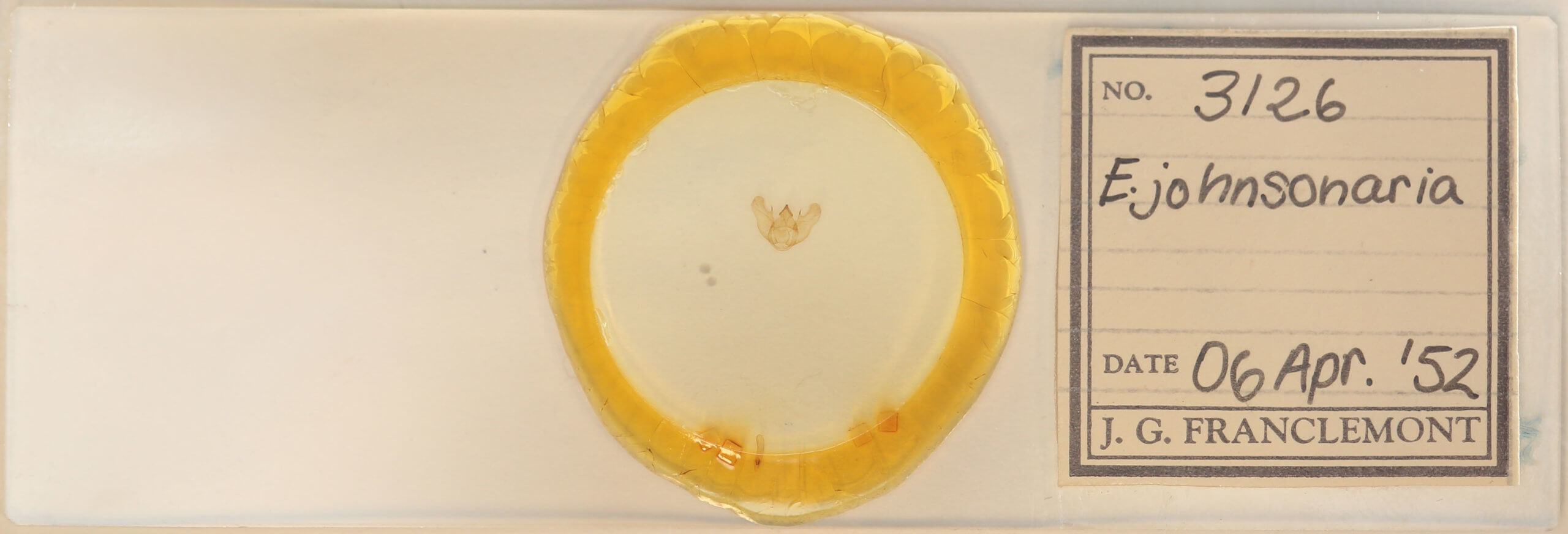 slide view of adult Euchlaena johnsonaria