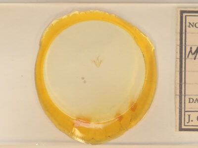 slide view of adult Metalectra richardsi