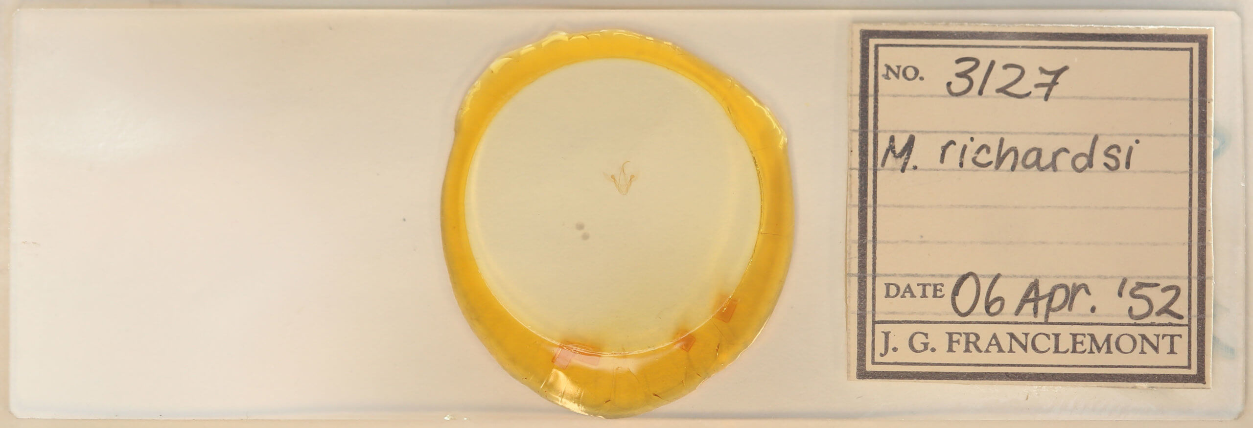 slide view of adult Metalectra richardsi