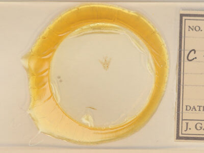 slide view of adult Chloropteryx tepperaria