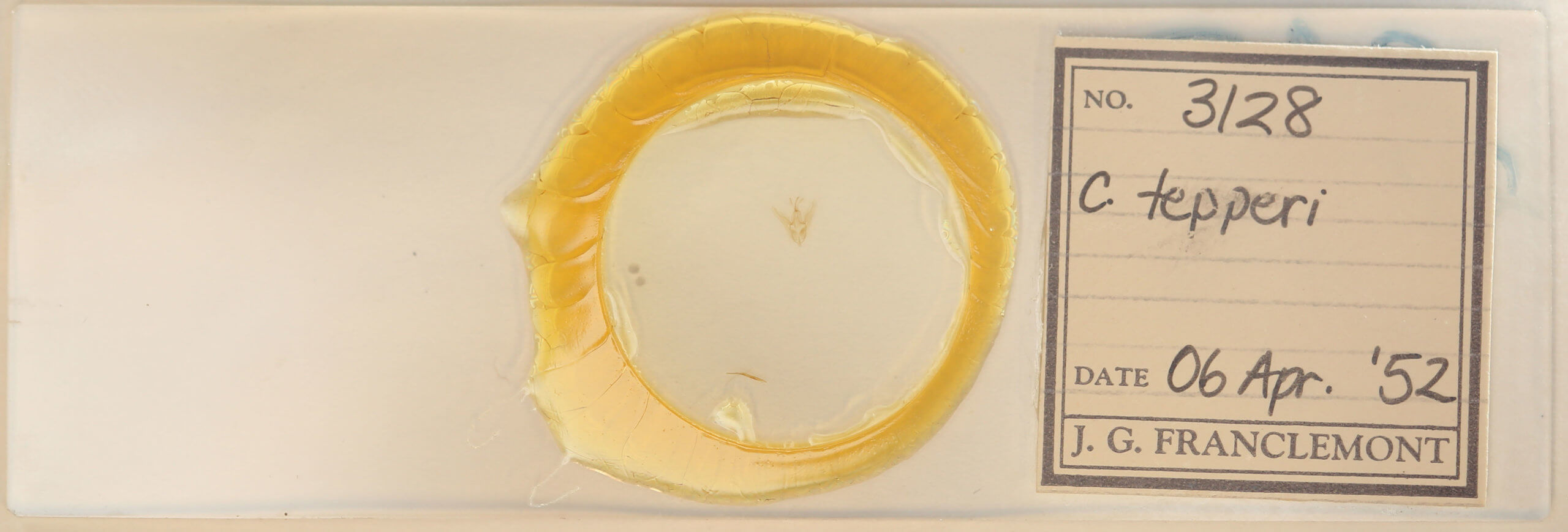 slide view of adult Chloropteryx tepperaria