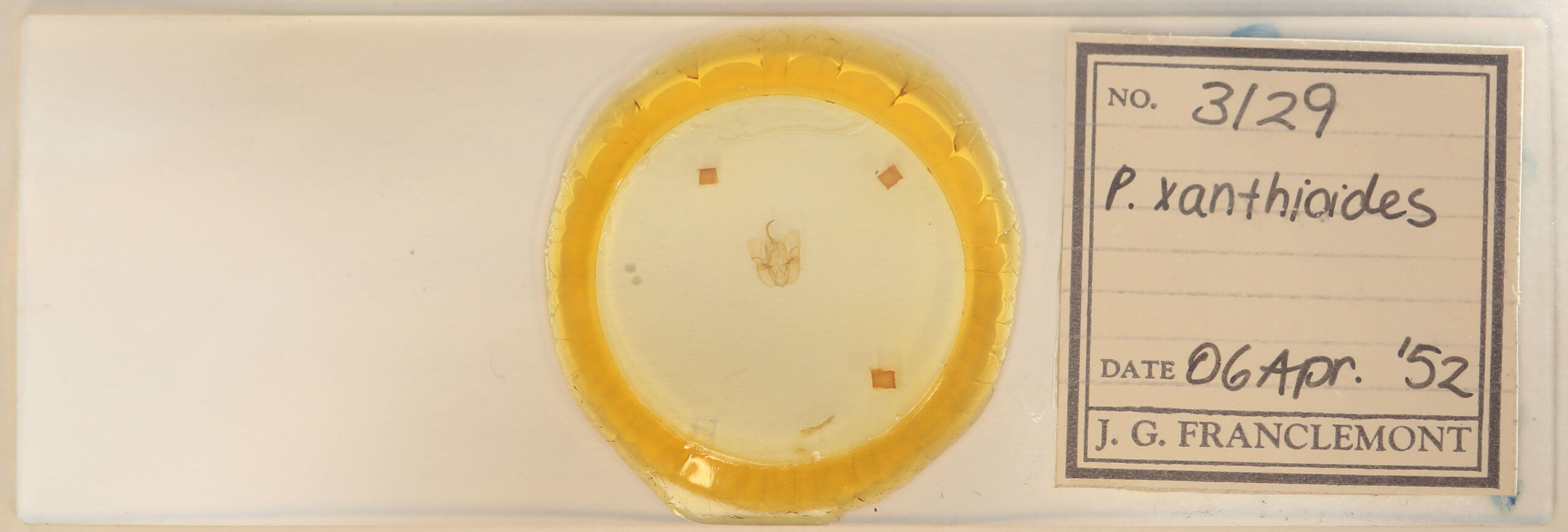 slide view of adult Perigea xanthioides