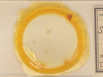 slide view of adult Macaria fissinotata