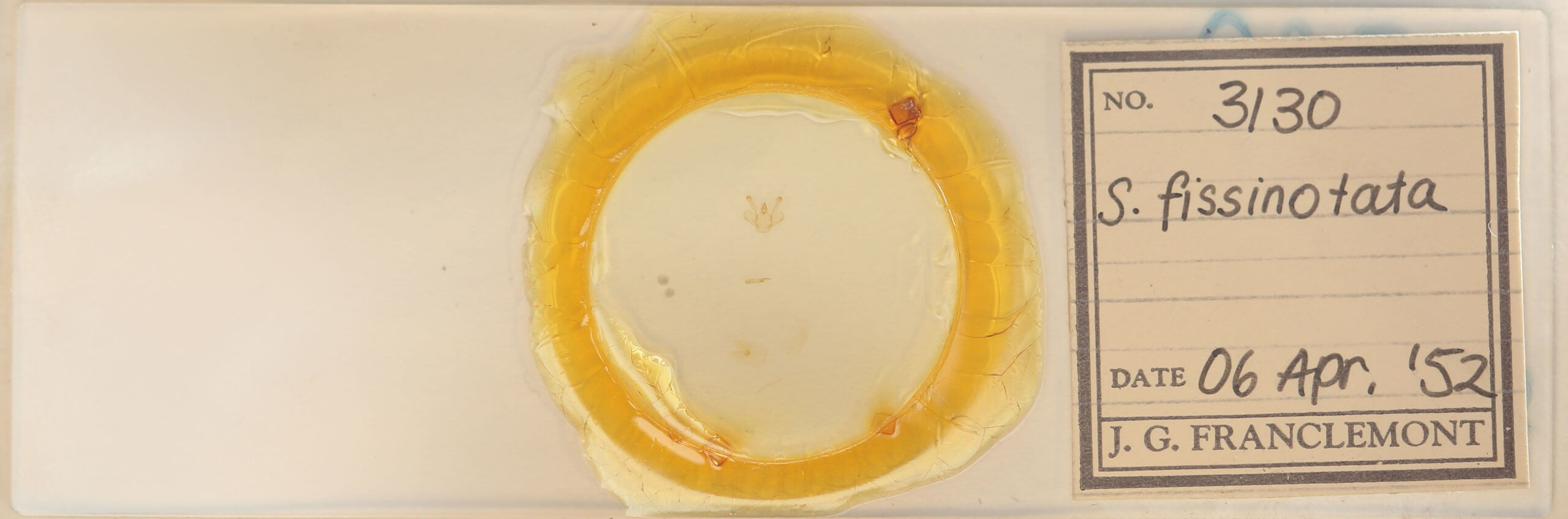 slide view of adult Macaria fissinotata