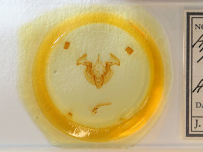 slide view of adult Apamea helva