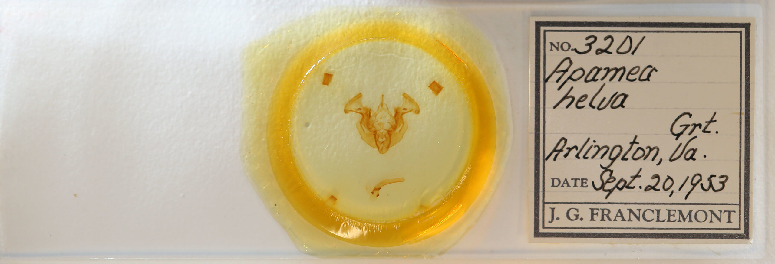 slide view of adult Apamea helva