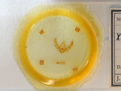 slide view of adult Xestia normanianus