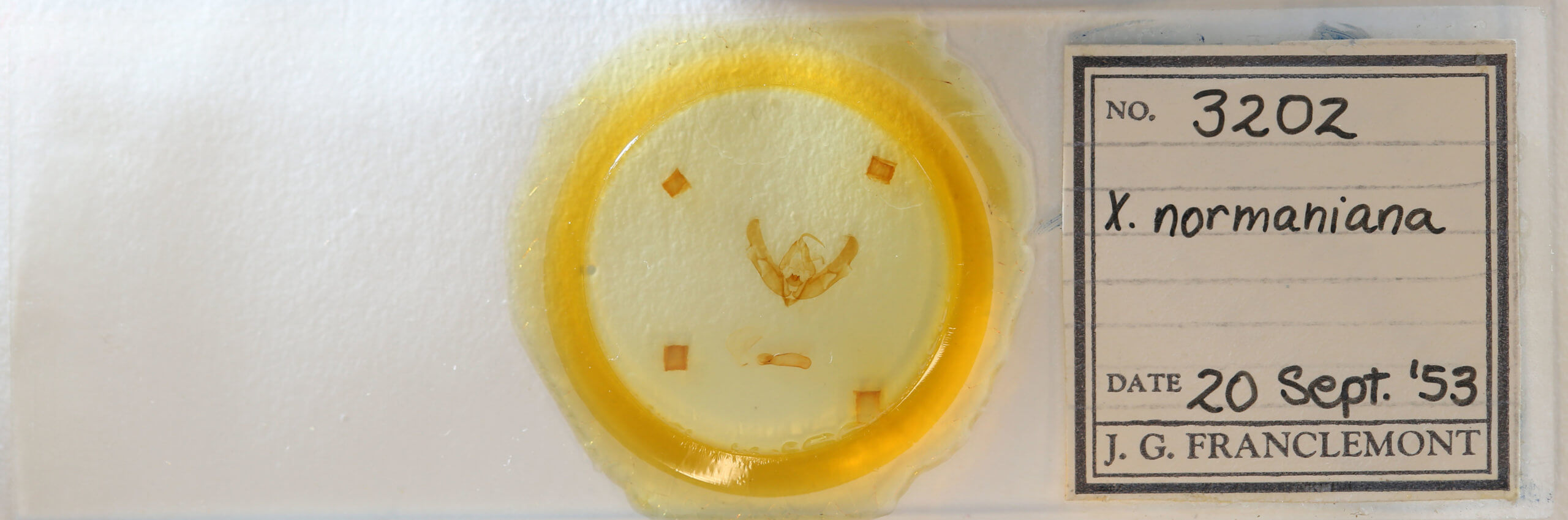 slide view of adult Xestia normanianus