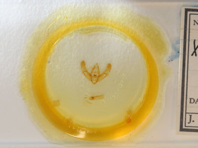 slide view of adult Xestia normanianus