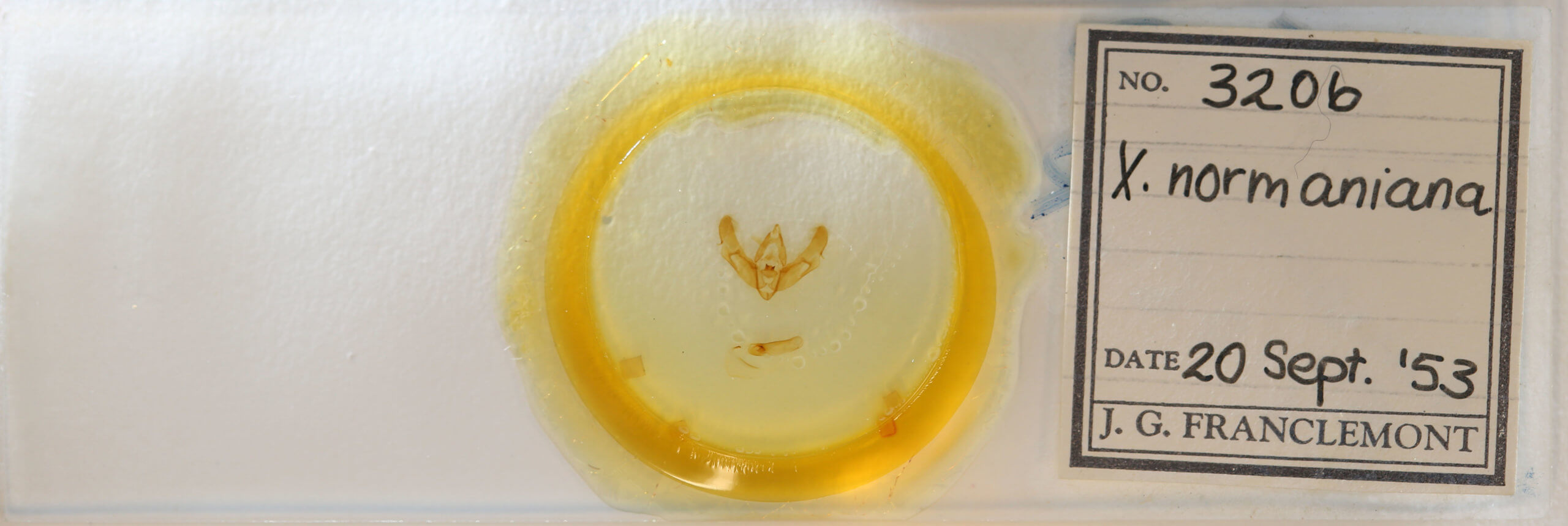 slide view of adult Xestia normanianus