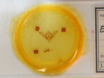 slide view of adult Eupsilia sidus