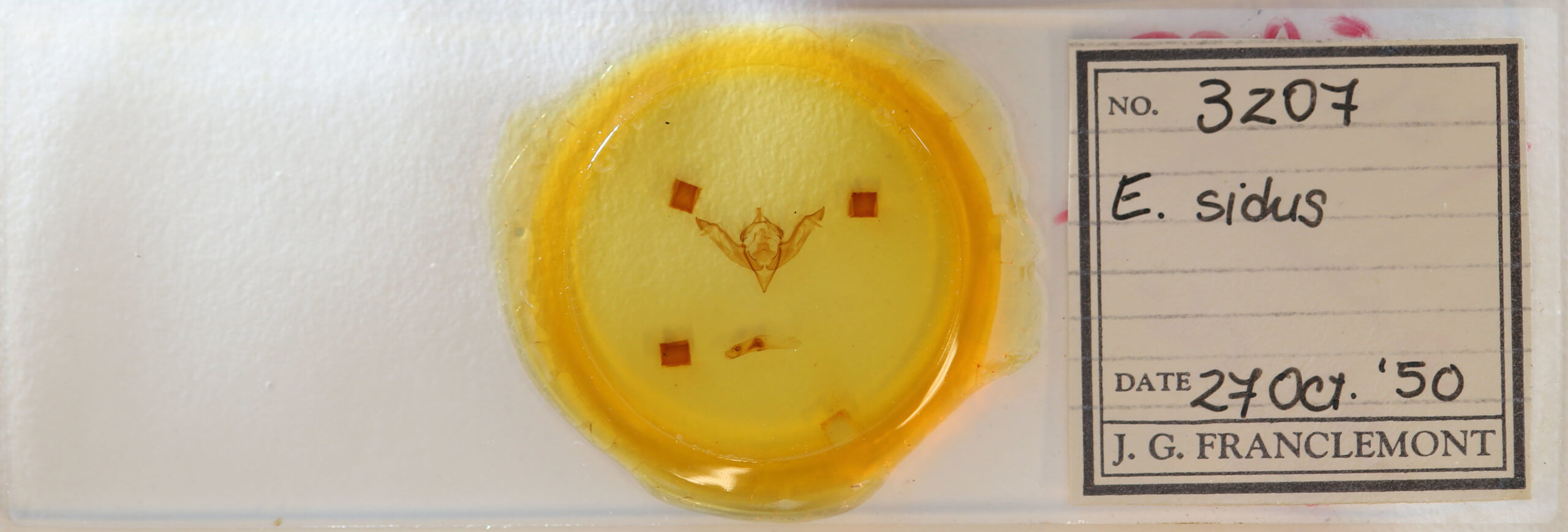 slide view of adult Eupsilia sidus