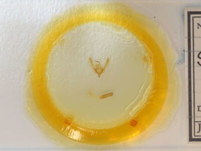 slide view of adult Schinia arcigera