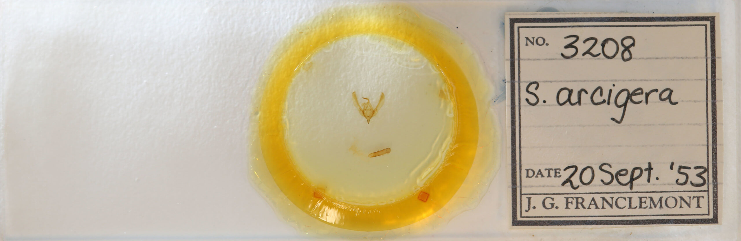 slide view of adult Schinia arcigera