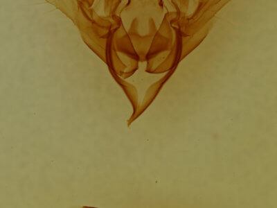 genitalia view of adult Sericaglaea signata