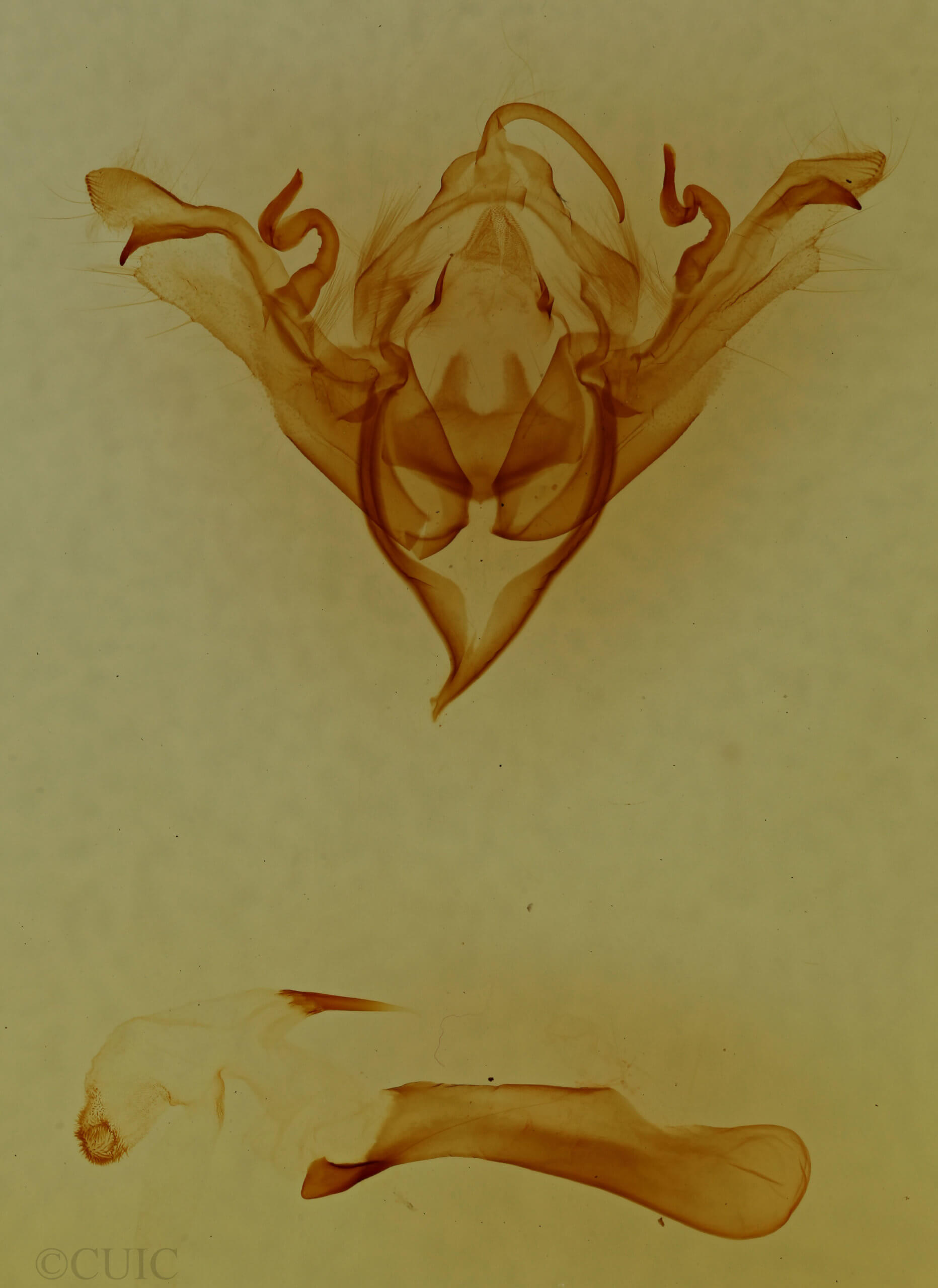 genitalia view of adult Sericaglaea signata