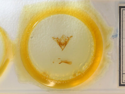 slide view of adult Sericaglaea signata