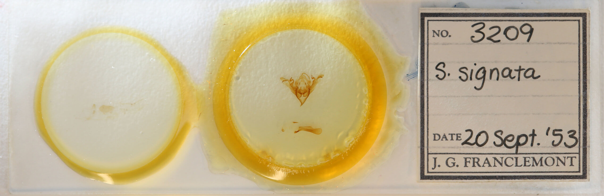 slide view of adult Sericaglaea signata