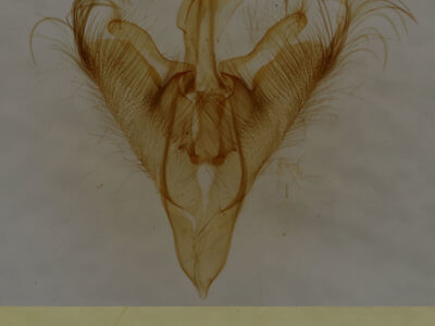 genitalia view of adult Paectes abrostoloides