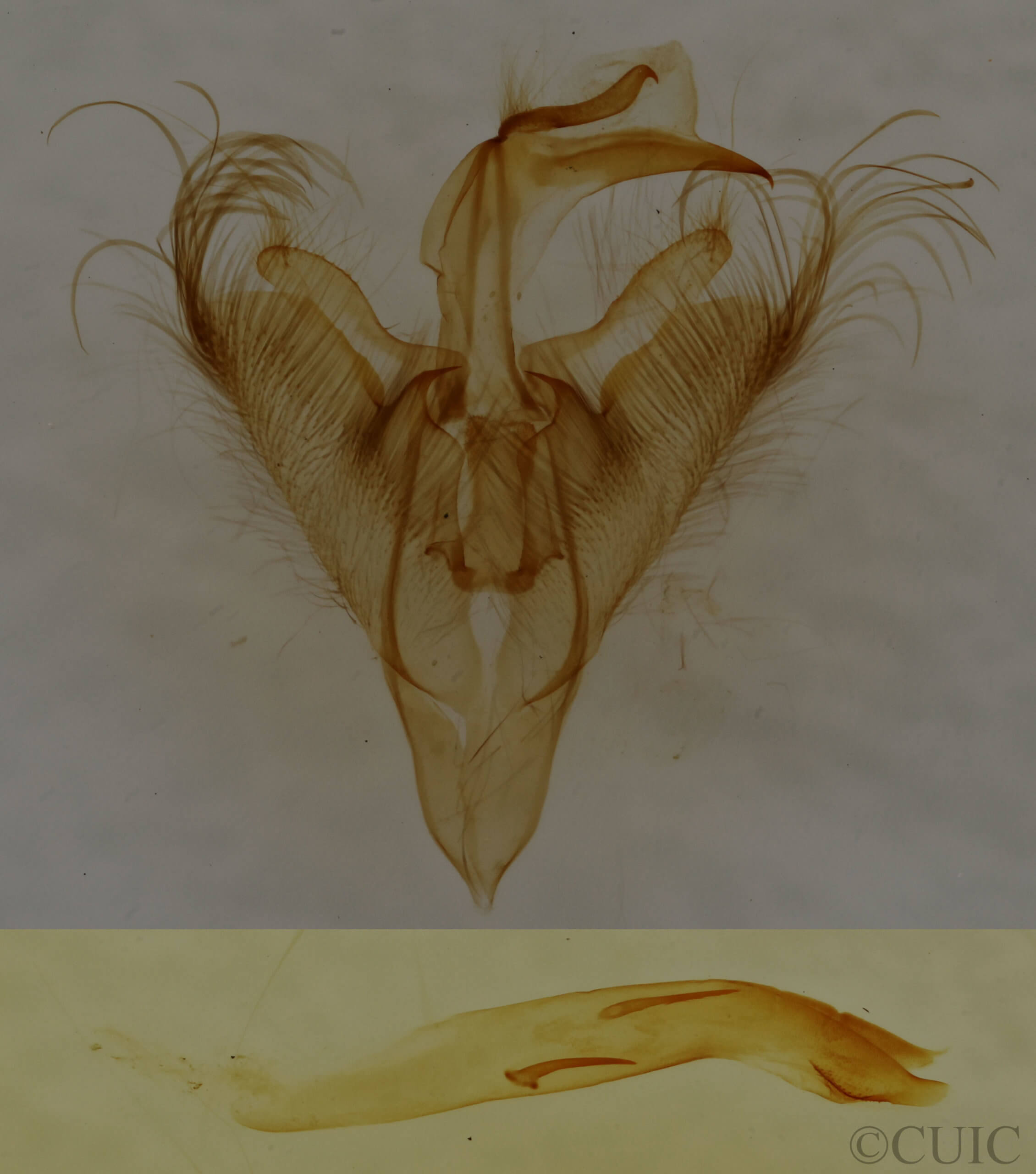 genitalia view of adult Paectes abrostoloides