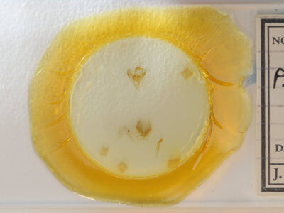 slide view of adult Paectes abrostoloides