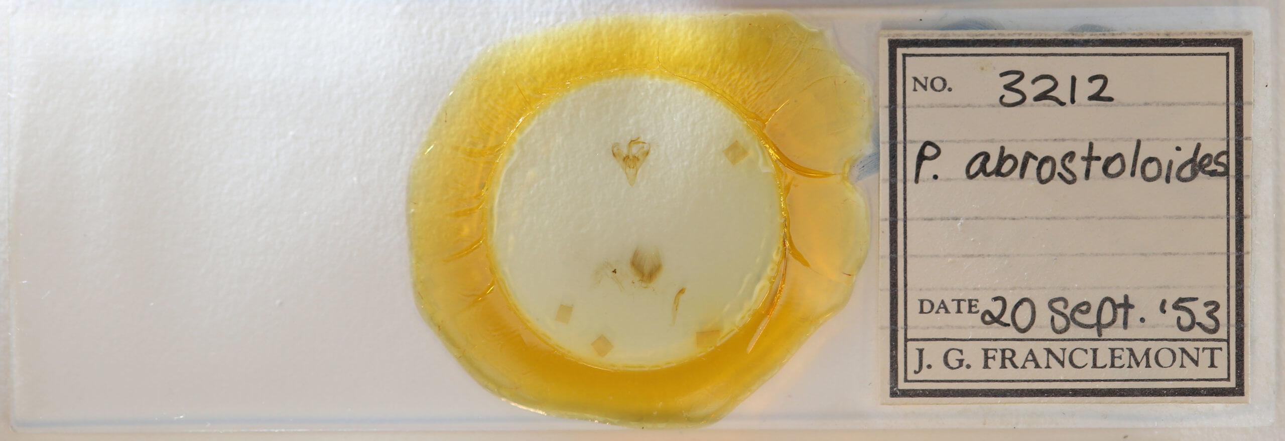 slide view of adult Paectes abrostoloides