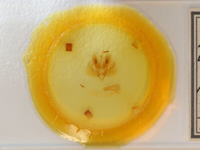 slide view of adult Leucania adjuta