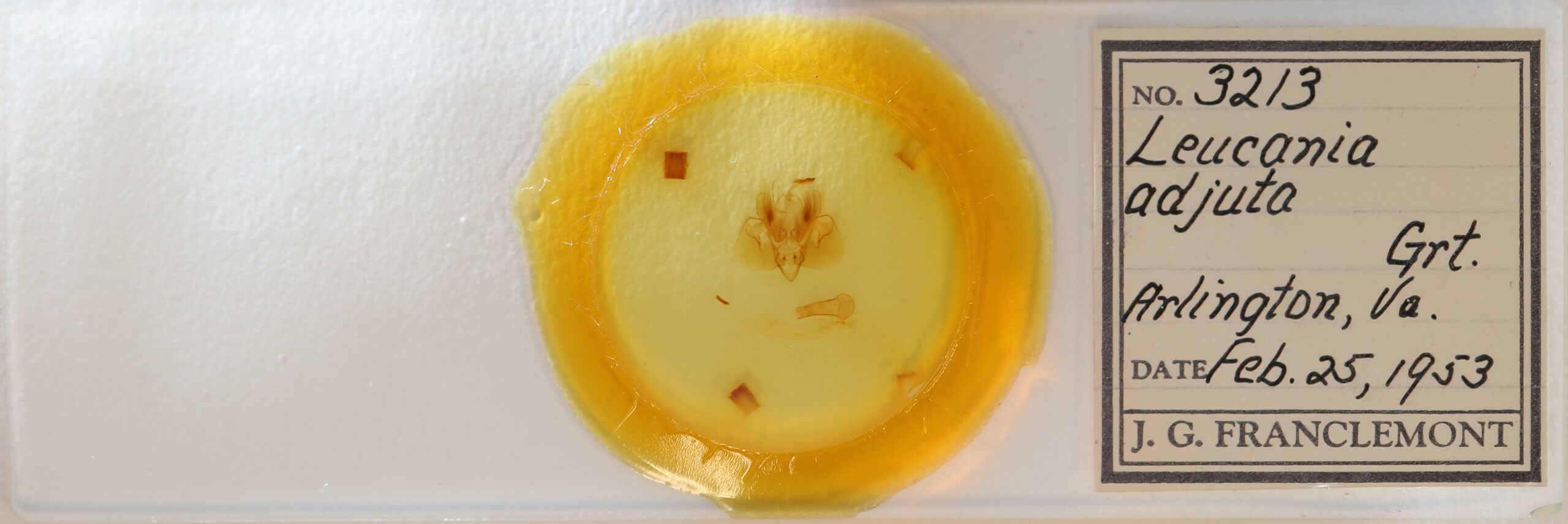 slide view of adult Leucania adjuta