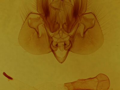 genitalia view of adult Leucania adjuta