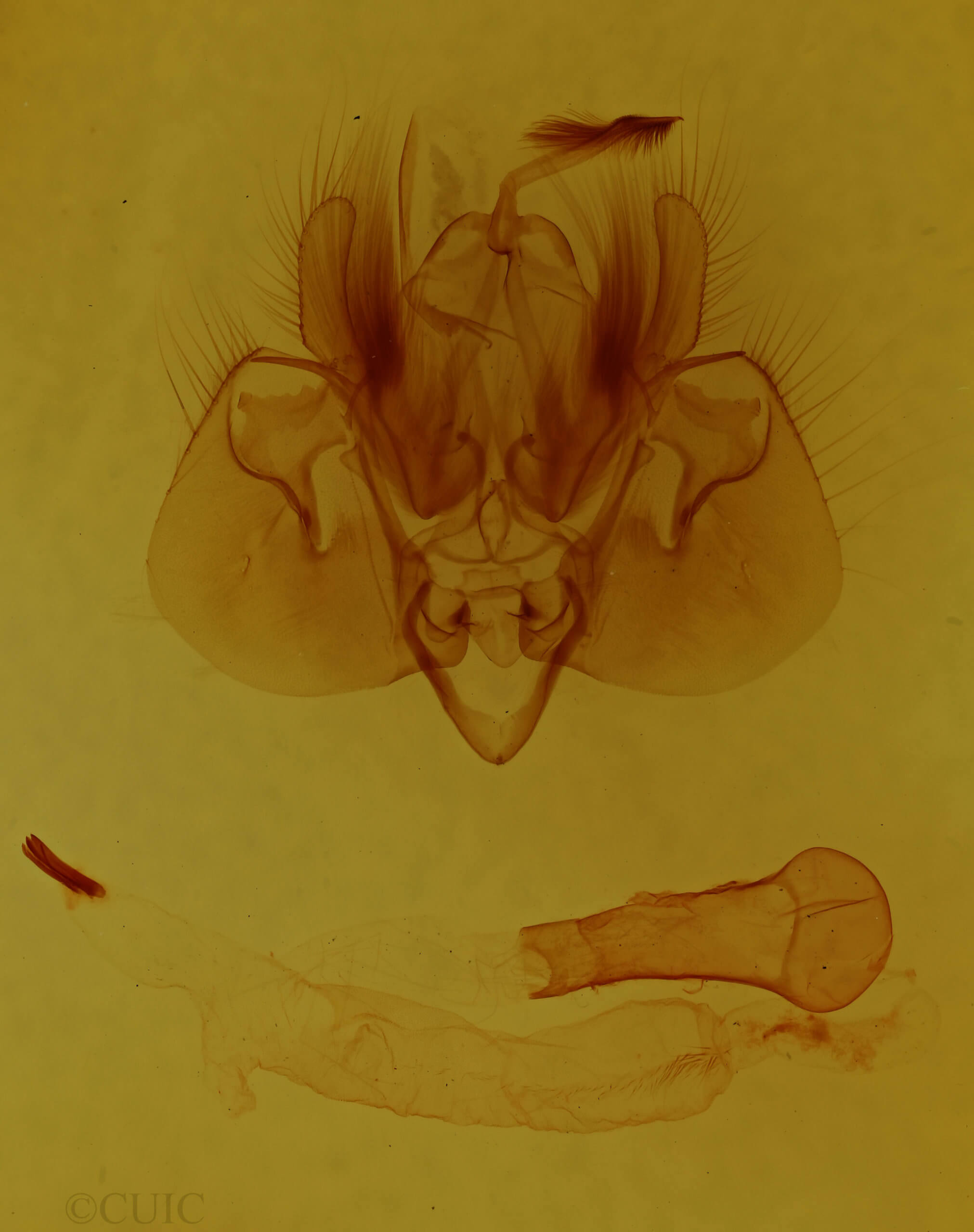 genitalia view of adult Leucania adjuta