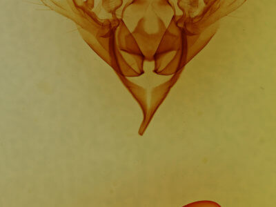 genitalia view of adult Sericaglaea signata