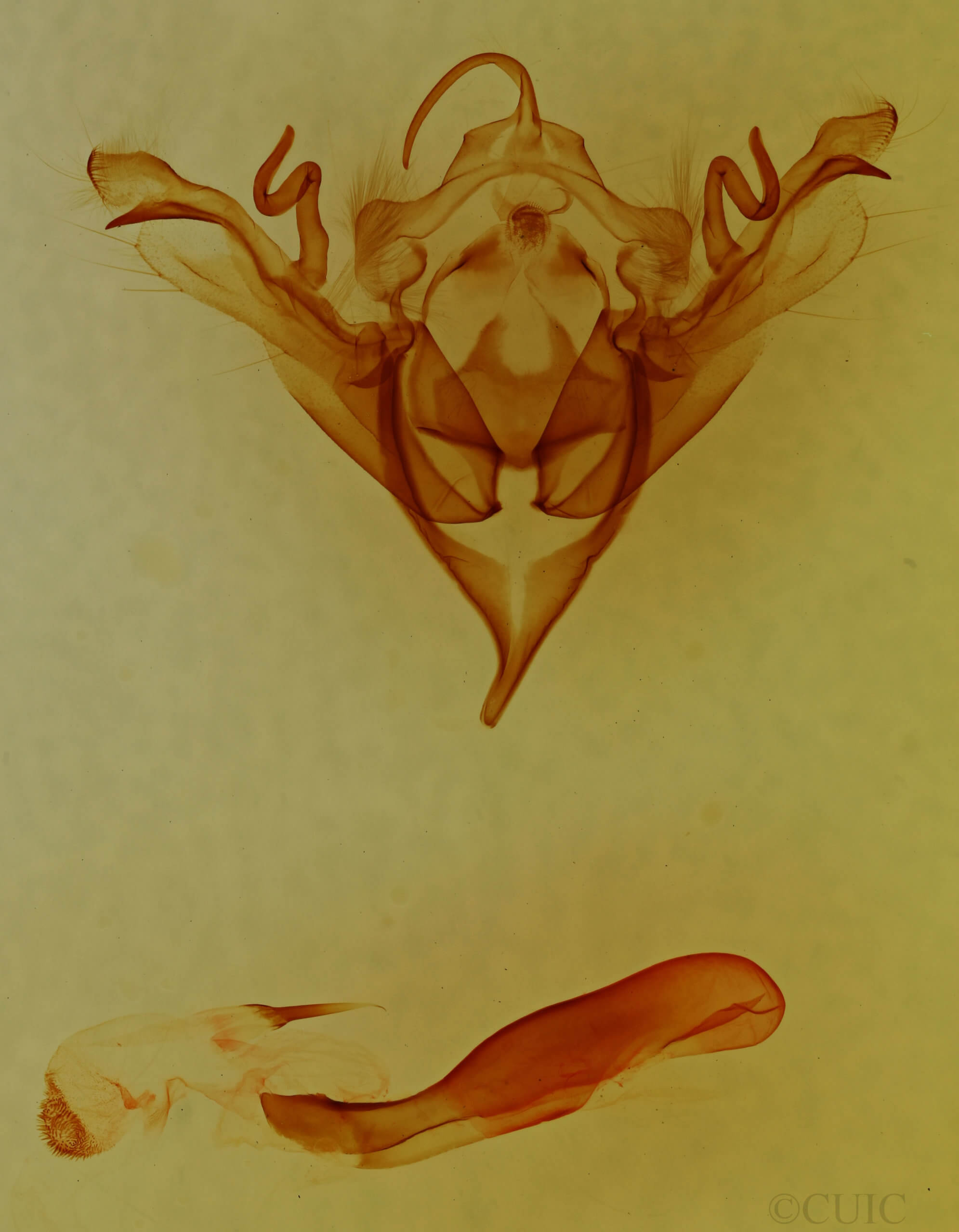 genitalia view of adult Sericaglaea signata