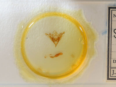 slide view of adult Sericaglaea signata