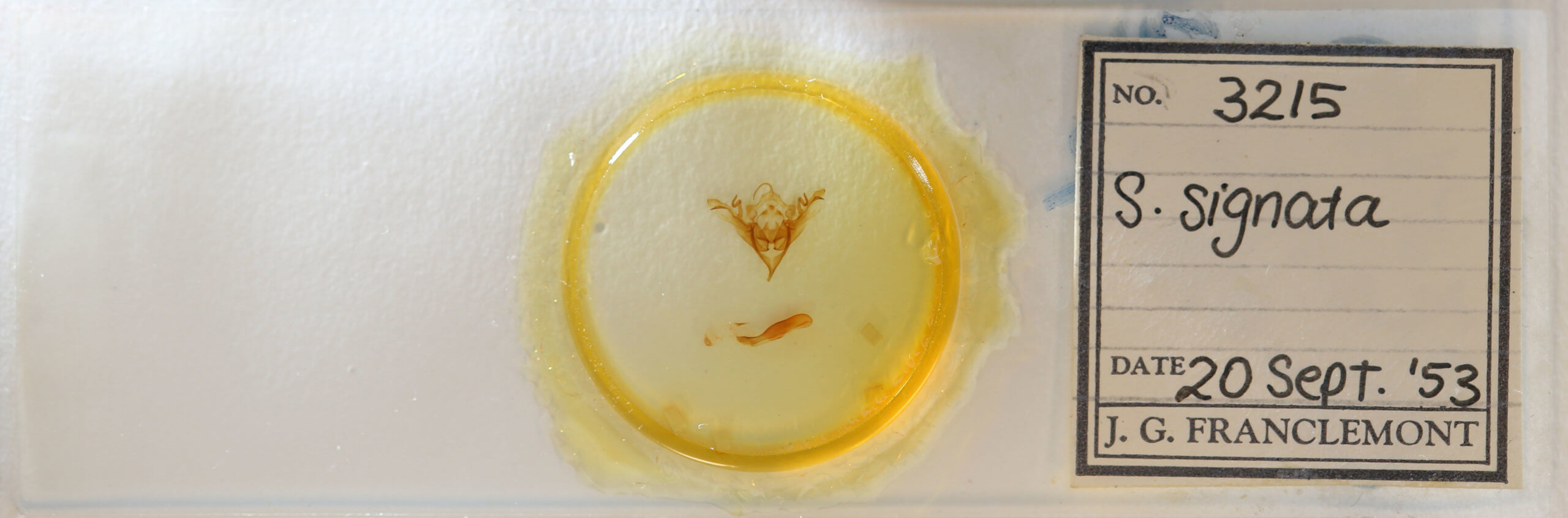 slide view of adult Sericaglaea signata